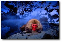 Un singe dans un onsen