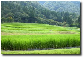Riziere au Japon