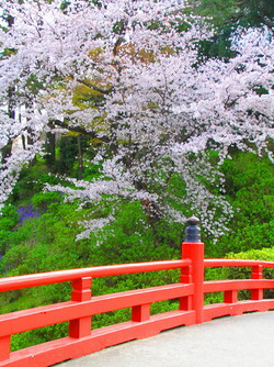La floraison des cerisiers à Tokyo