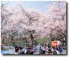 Hanami