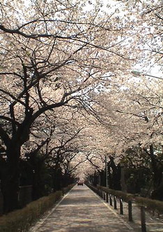 Cerisiers Japonais