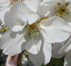 Fleur de cerisier